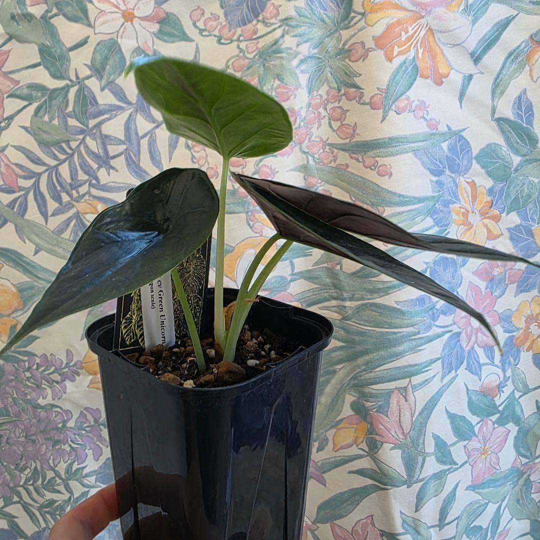 アロカシアグリーンユニコーン