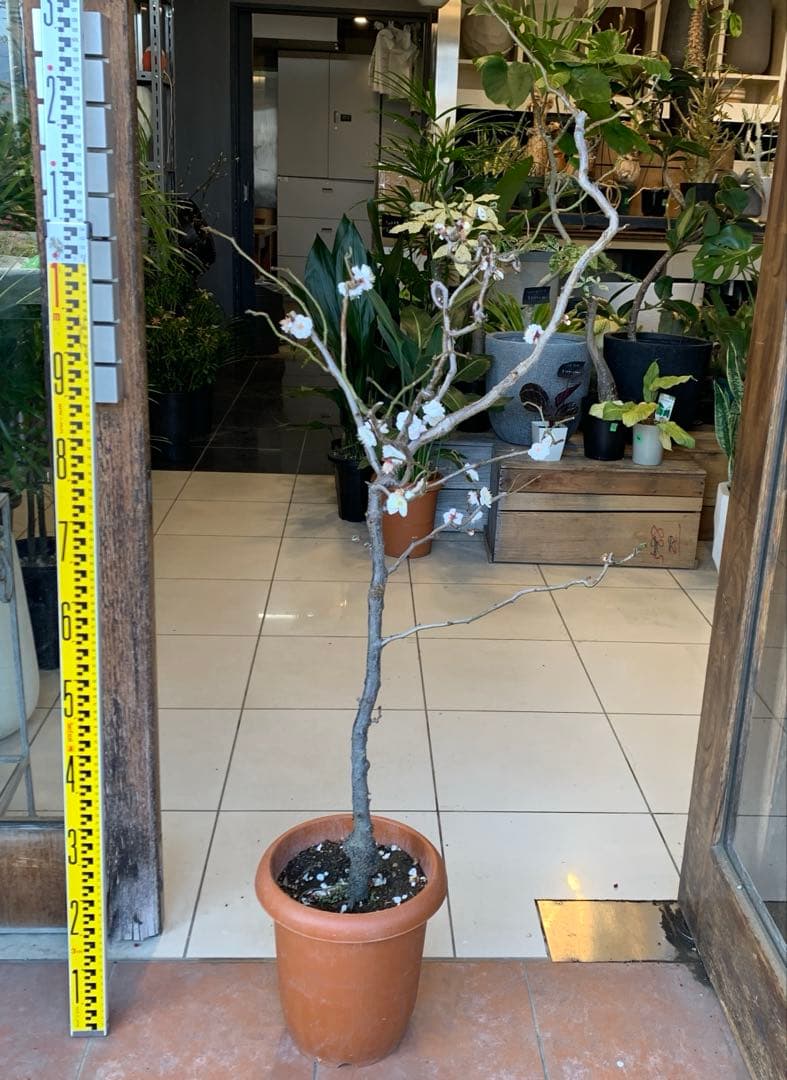 雲竜梅　ウンリュウバイ 8号 1