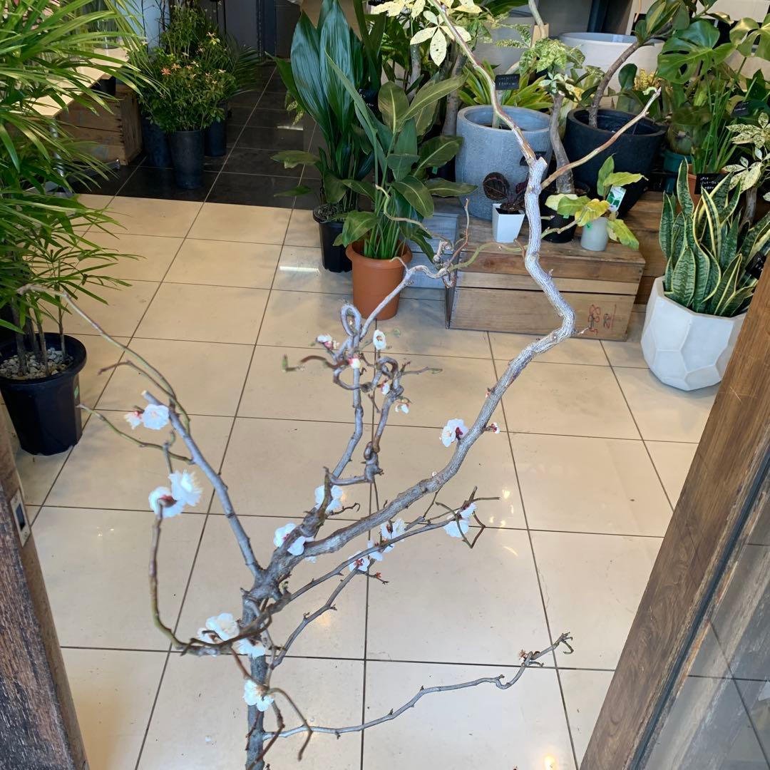 雲竜梅　ウンリュウバイ 8号 1