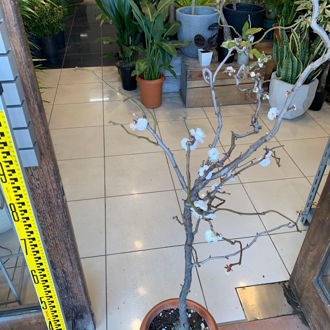 雲竜梅　ウンリュウバイ 8号 1