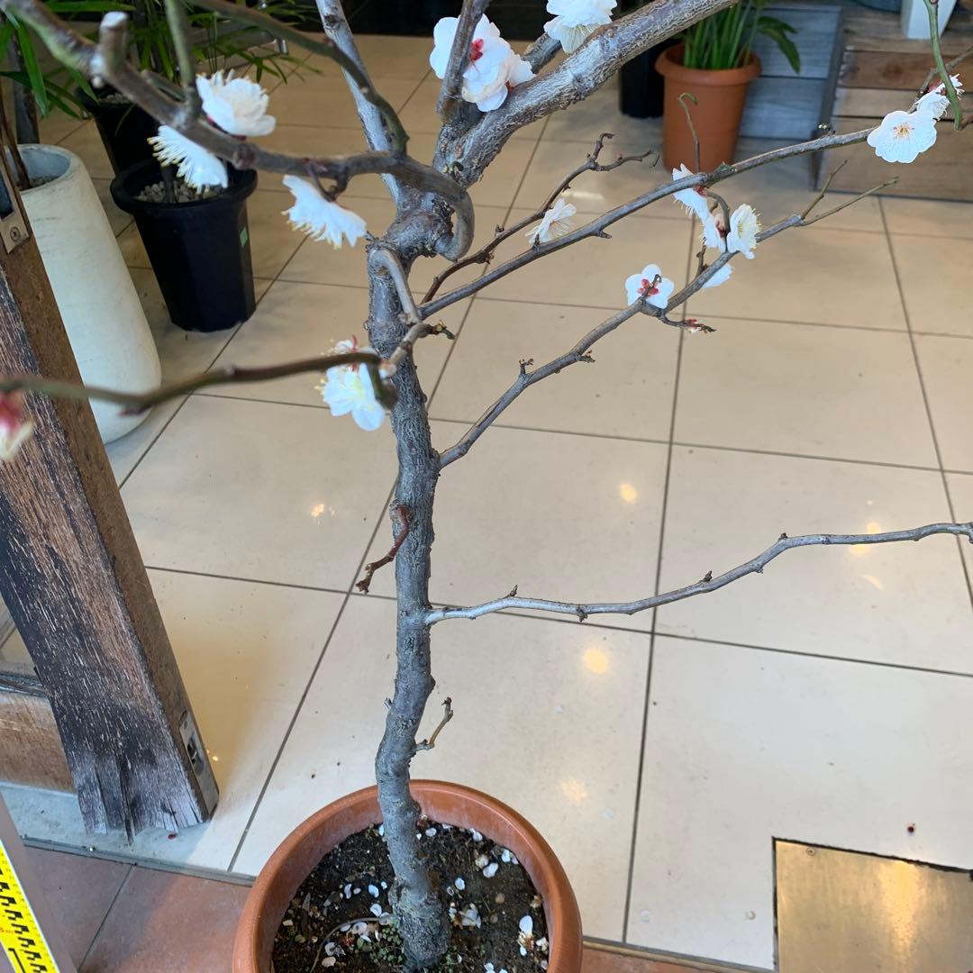 雲竜梅　ウンリュウバイ 8号 1