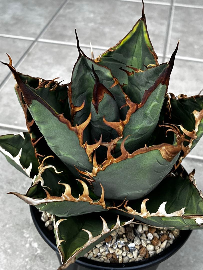 AGAVE TITANOTA GODZILLA ゴジラ OC株