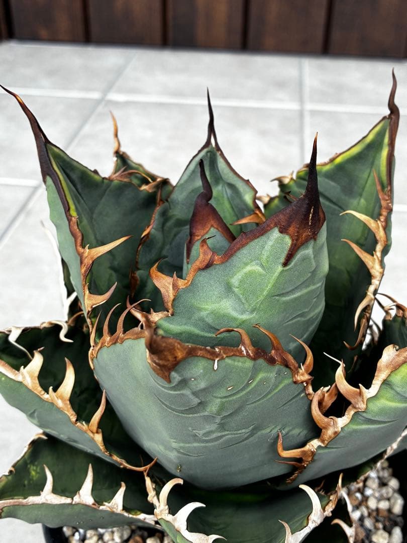 AGAVE TITANOTA GODZILLA ゴジラ OC株