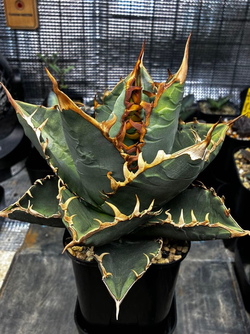 AGAVE TITANOTA GODZILLA ゴジラ OC株
