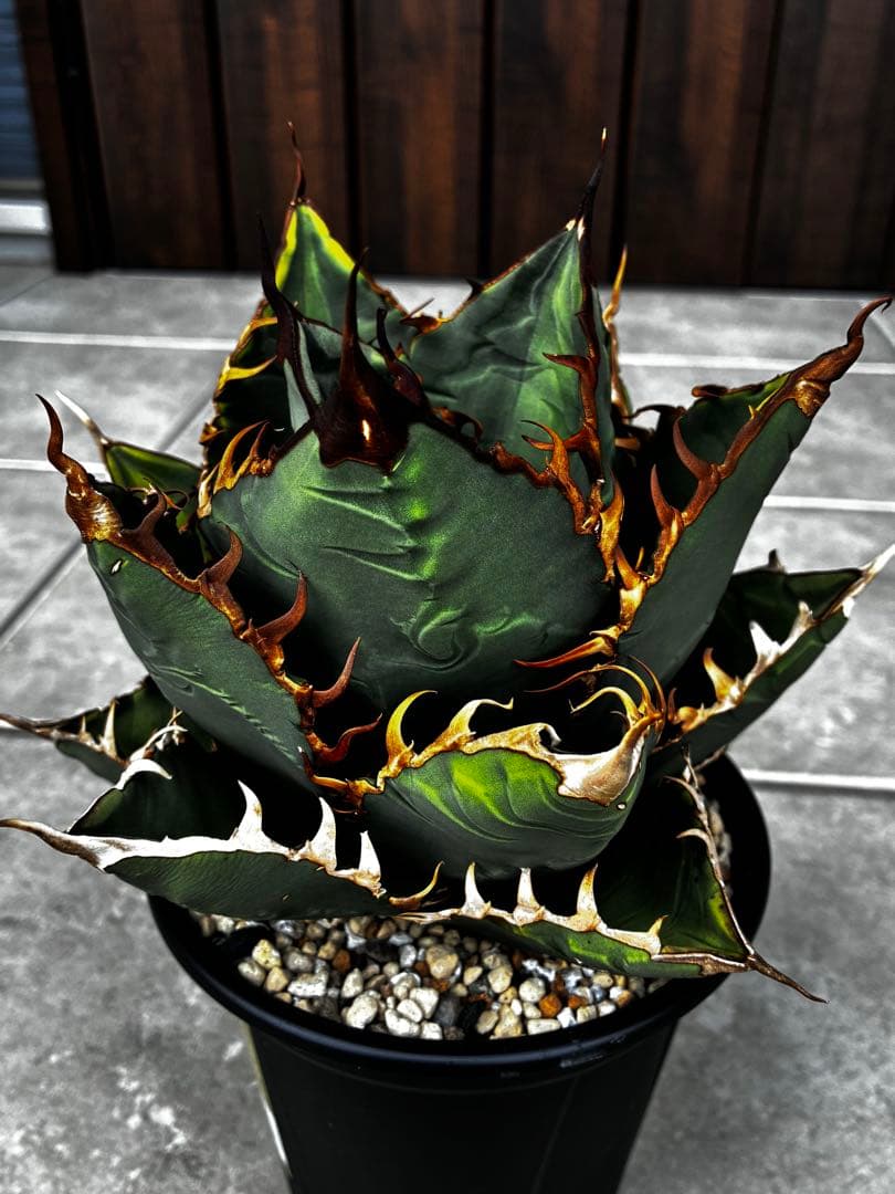 AGAVE TITANOTA GODZILLA ゴジラ OC株
