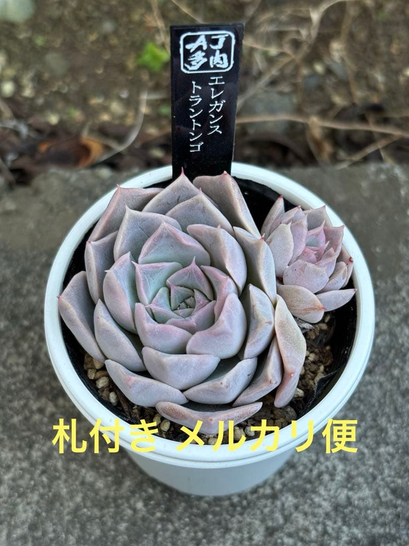 超希少 AJIさん苗 エレガンストラントンゴ 2頭株 札付き 多肉植物