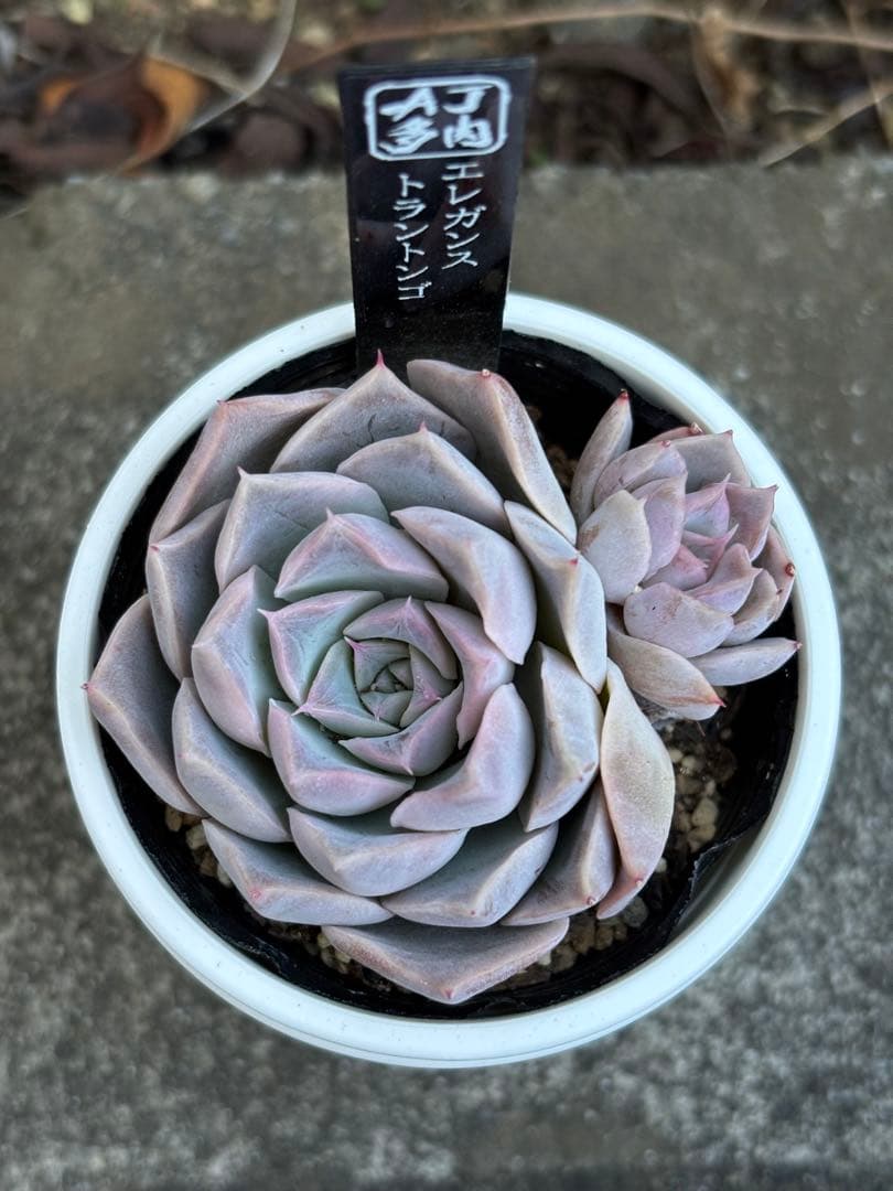 超希少 AJIさん苗 エレガンストラントンゴ 2頭株 札付き 多肉植物
