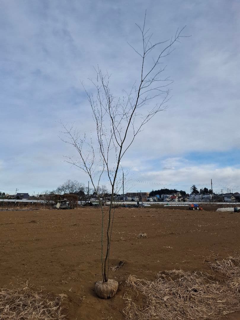 ヤマモミジ 山採り　ー　アオダモ、アオハダ、モミジ、カエデ　ー