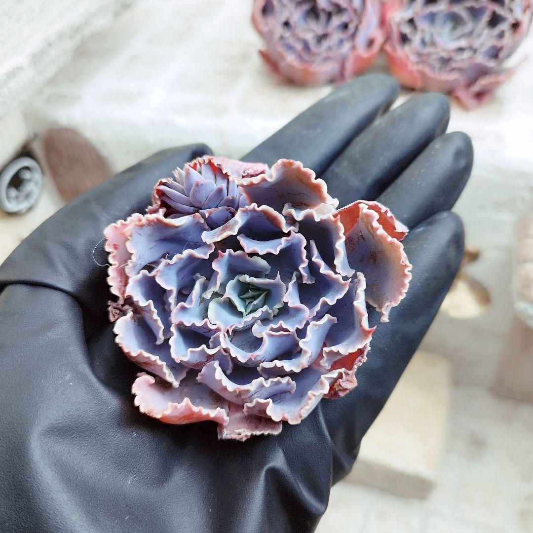 シャビアナトリュフ◎多肉植物 カット苗 輸入苗 エケベリア等