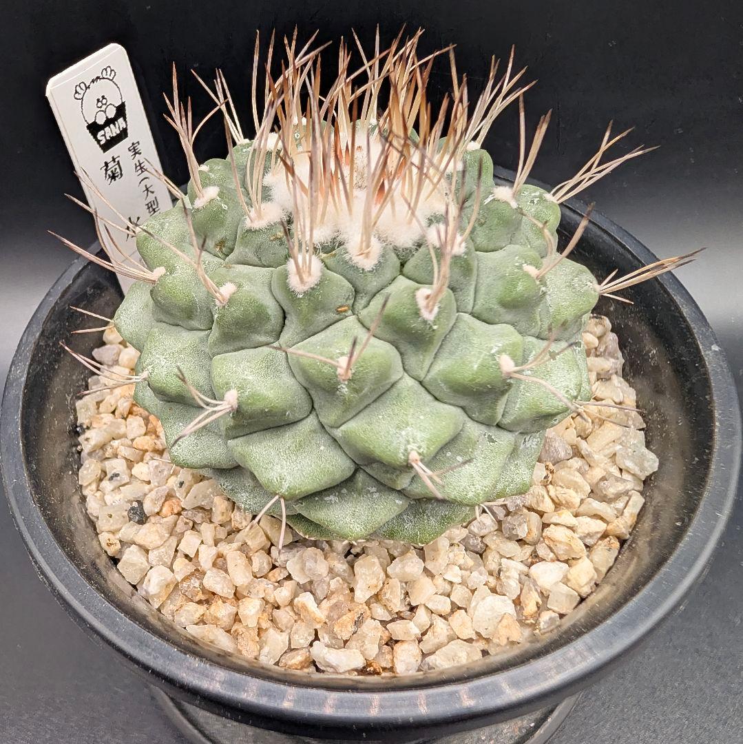 B 菊水 大型タイプ 実生 鉢植えメルカリ便送料込み