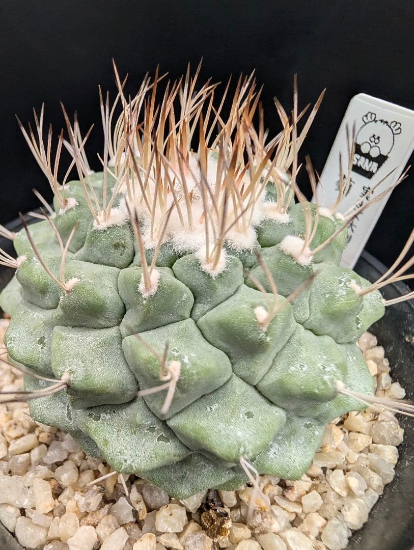 B 菊水 大型タイプ 実生 鉢植えメルカリ便送料込み