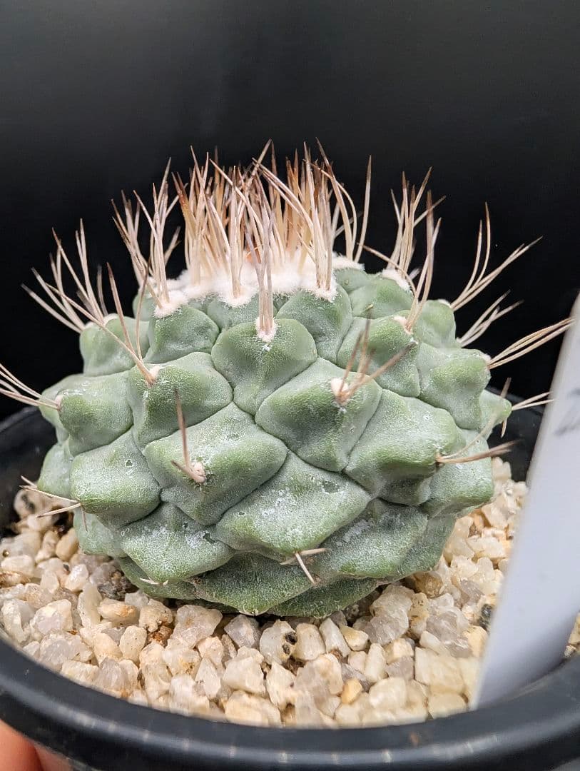 B 菊水 大型タイプ 実生 鉢植えメルカリ便送料込み