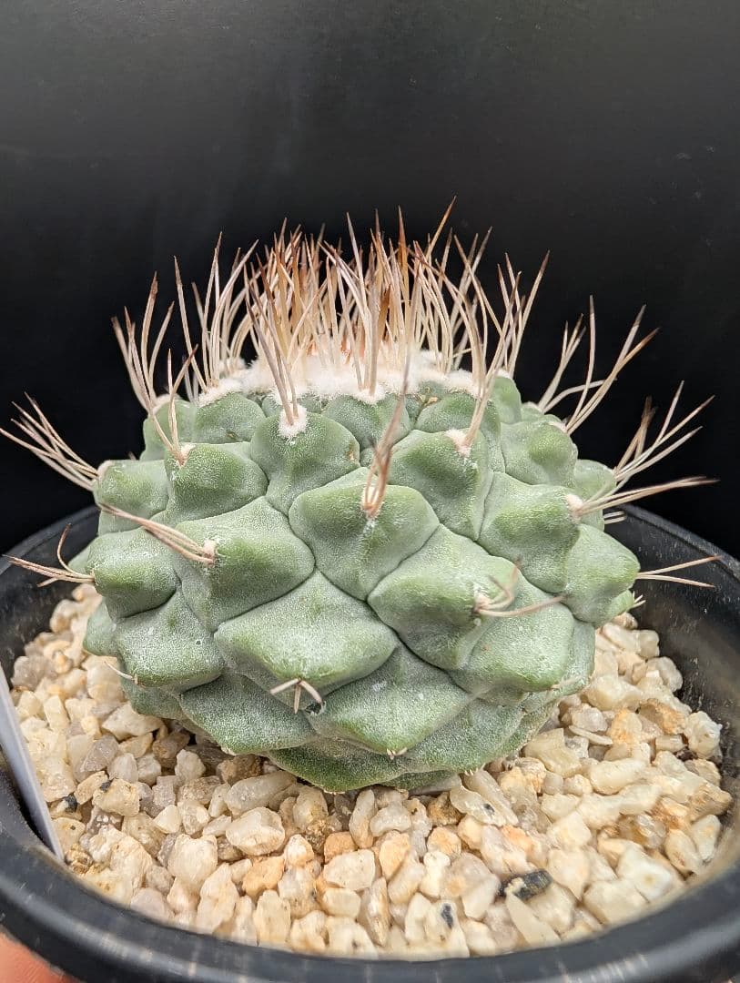 B 菊水 大型タイプ 実生 鉢植えメルカリ便送料込み