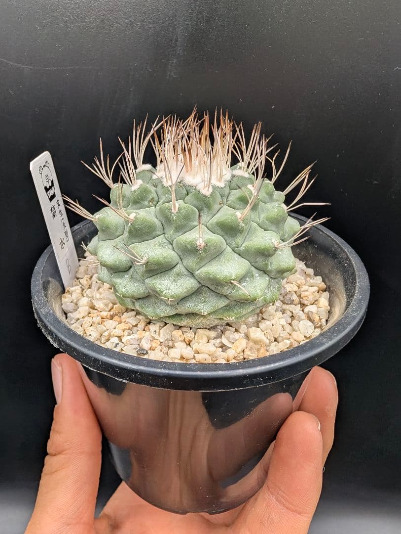 B 菊水 大型タイプ 実生 鉢植えメルカリ便送料込み