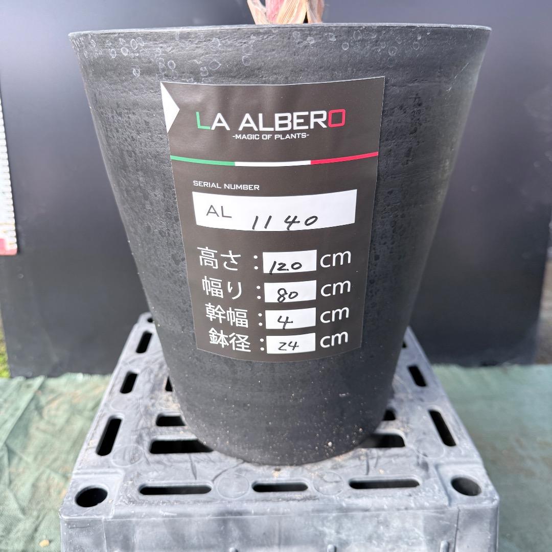 【AL1140】ビスマルキア　ノビリス　シルバー