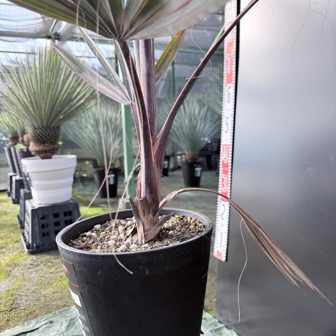 【AL1140】ビスマルキア　ノビリス　シルバー