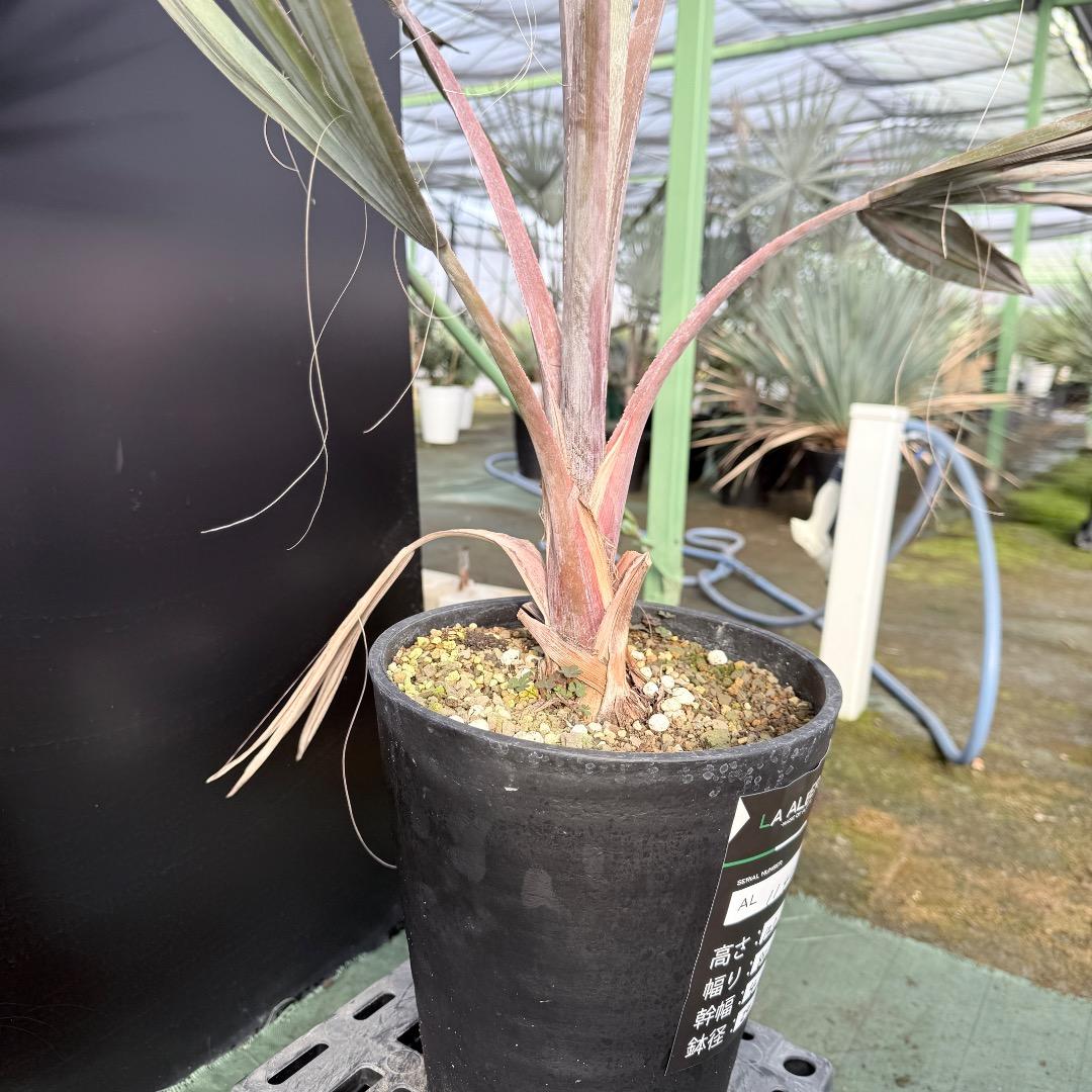 【AL1140】ビスマルキア　ノビリス　シルバー