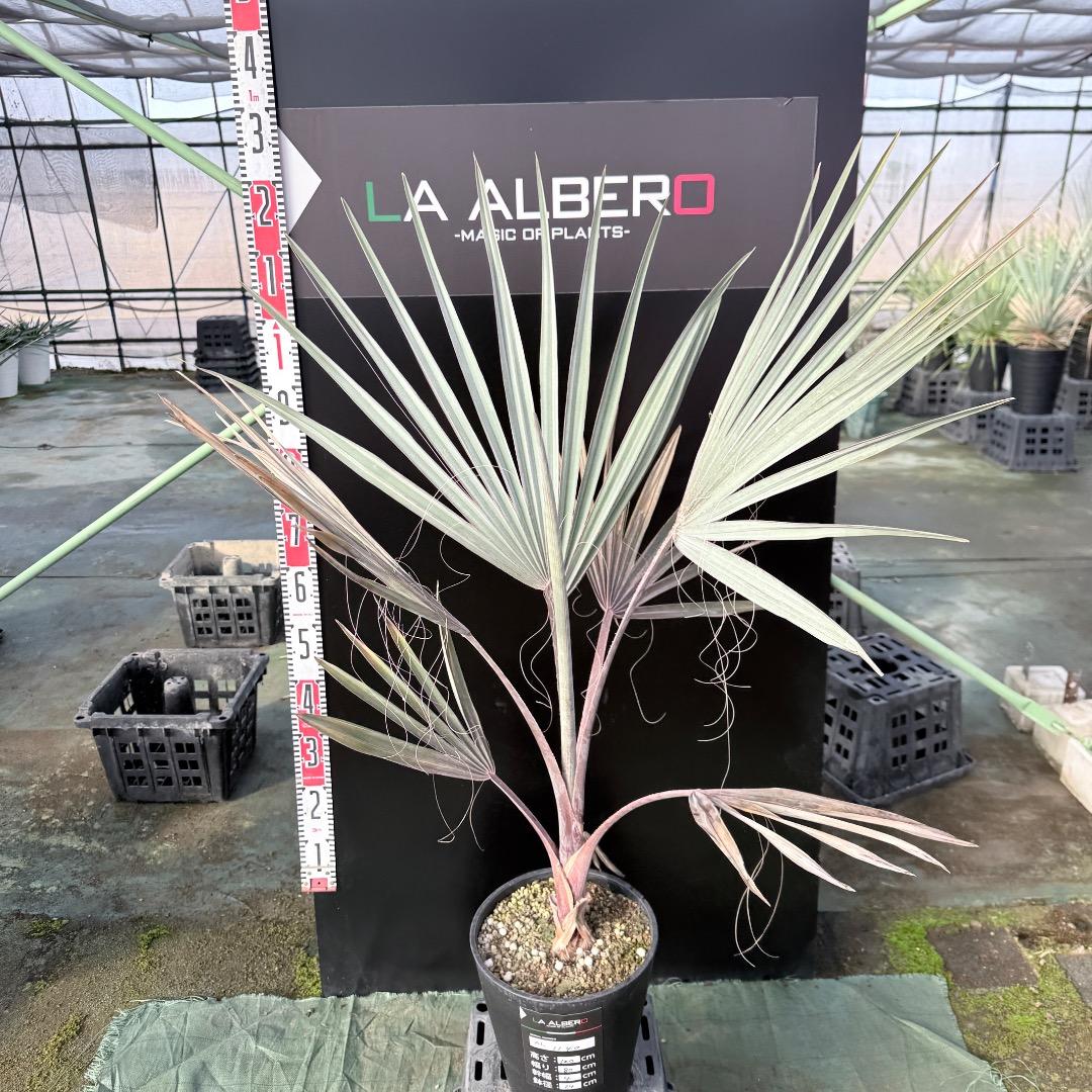 【AL1140】ビスマルキア　ノビリス　シルバー