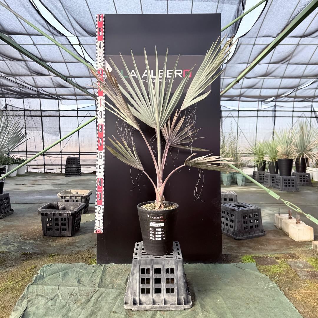 【AL1140】ビスマルキア　ノビリス　シルバー