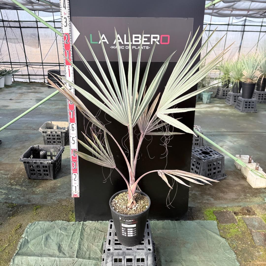 【AL1140】ビスマルキア　ノビリス　シルバー