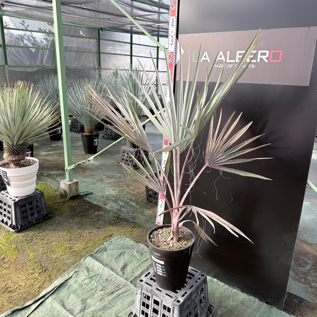 【AL1140】ビスマルキア　ノビリス　シルバー