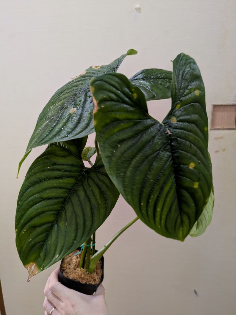 Philodendron furcatum フィロデンドロン　レア品種