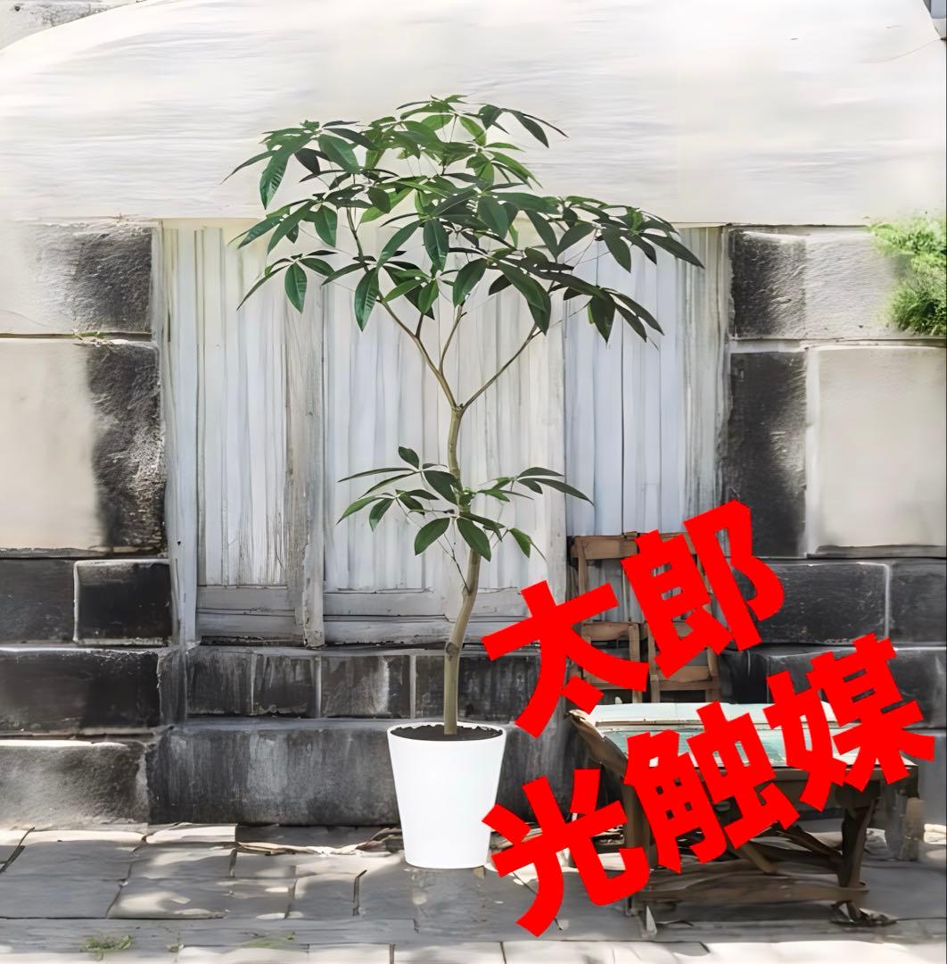 光触媒　人工観葉植物　ウォールグリーン　フェイクグリーン　パキラ150FST