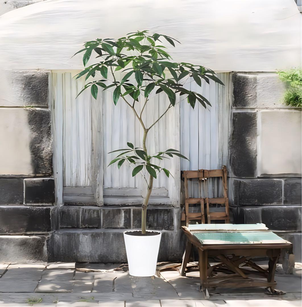 光触媒　人工観葉植物　ウォールグリーン　フェイクグリーン　パキラ150FST