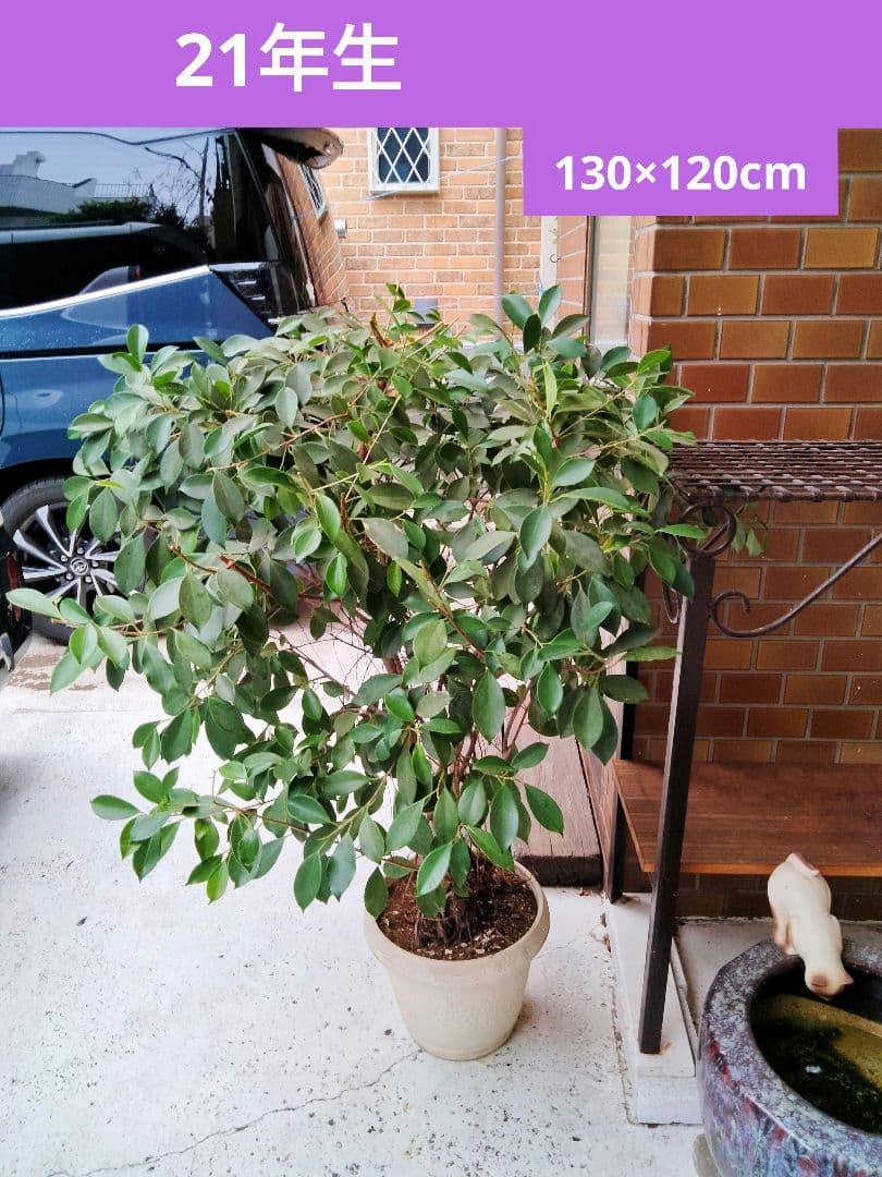 無農薬 21年生 落葉樹 70×120cm 白い鉢