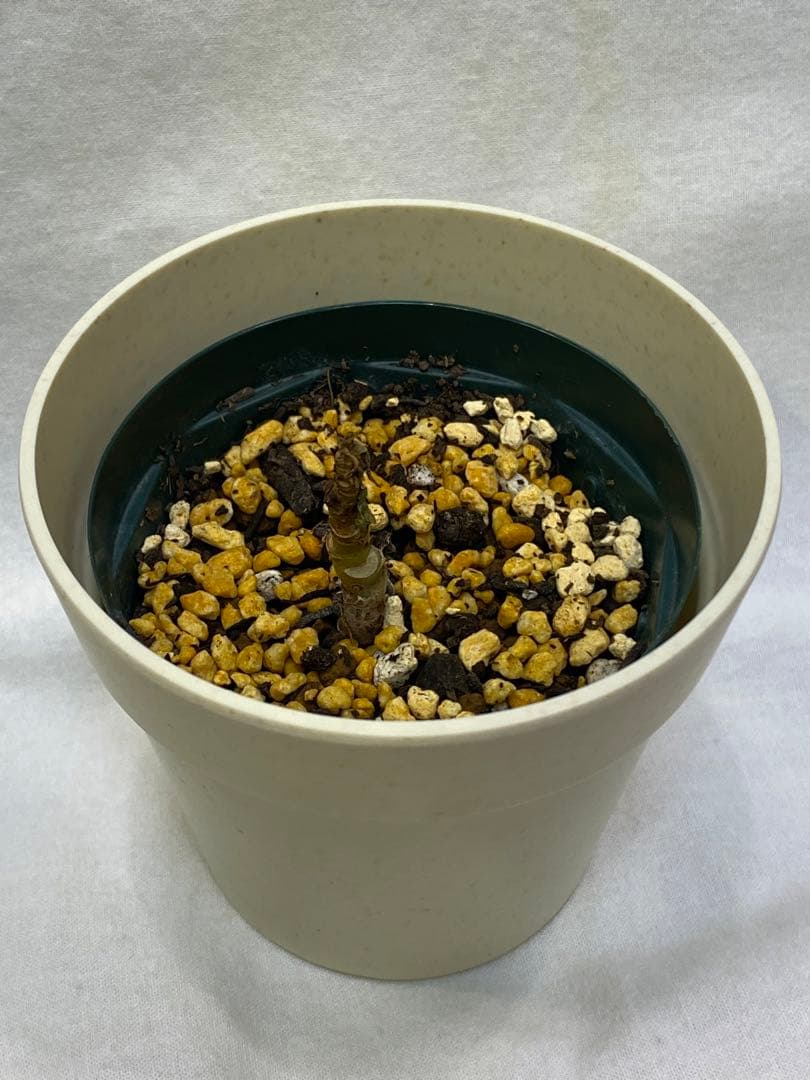 専用 斑入り フィロデンドロン フロリダビューティー ハーフムーン