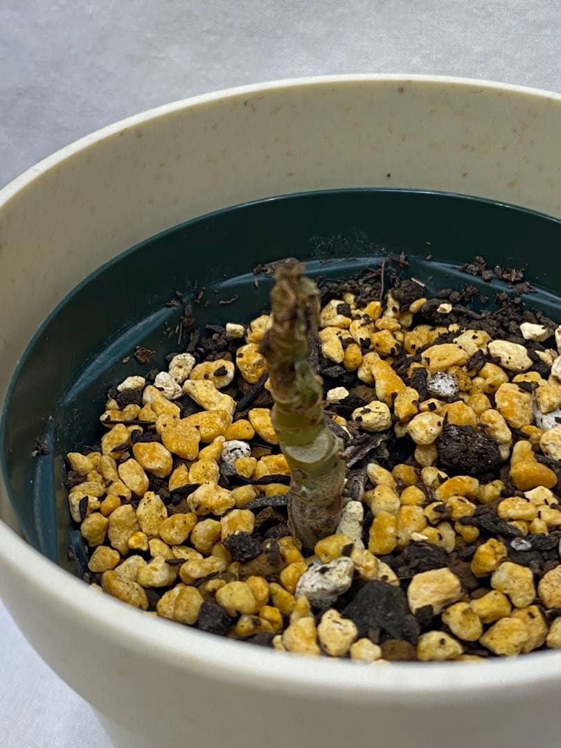 専用 斑入り フィロデンドロン フロリダビューティー ハーフムーン