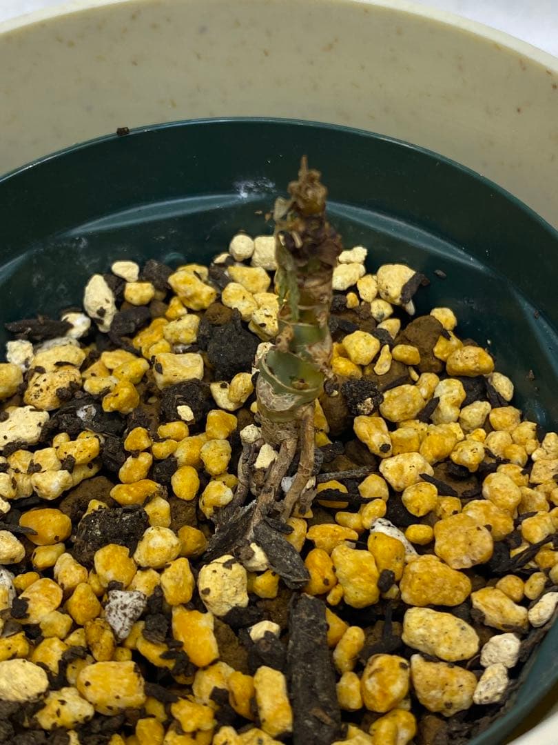 専用 斑入り フィロデンドロン フロリダビューティー ハーフムーン