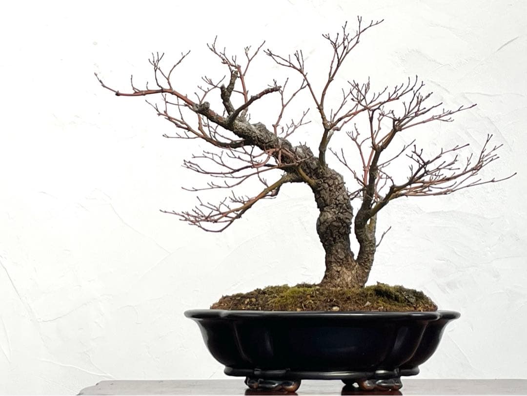三河盆栽　荒皮もみじ　盆栽