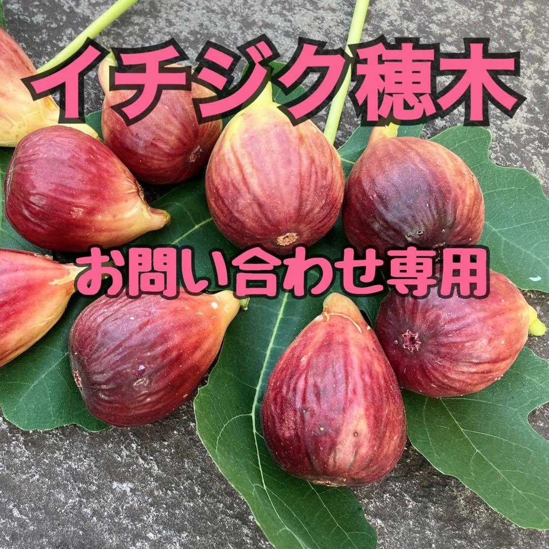 イチジク 太め 10本以上 桝井ドーフィン