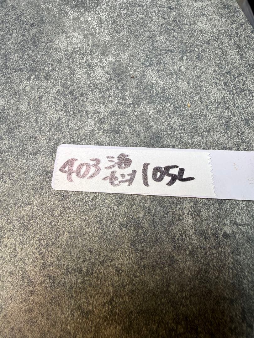 センナ　メリディオナリス　海外実生　発根済み　403