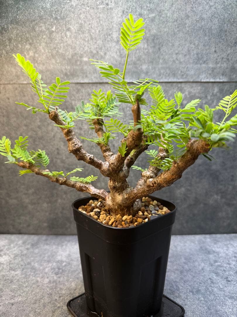 センナ　メリディオナリス　海外実生　発根済み　403