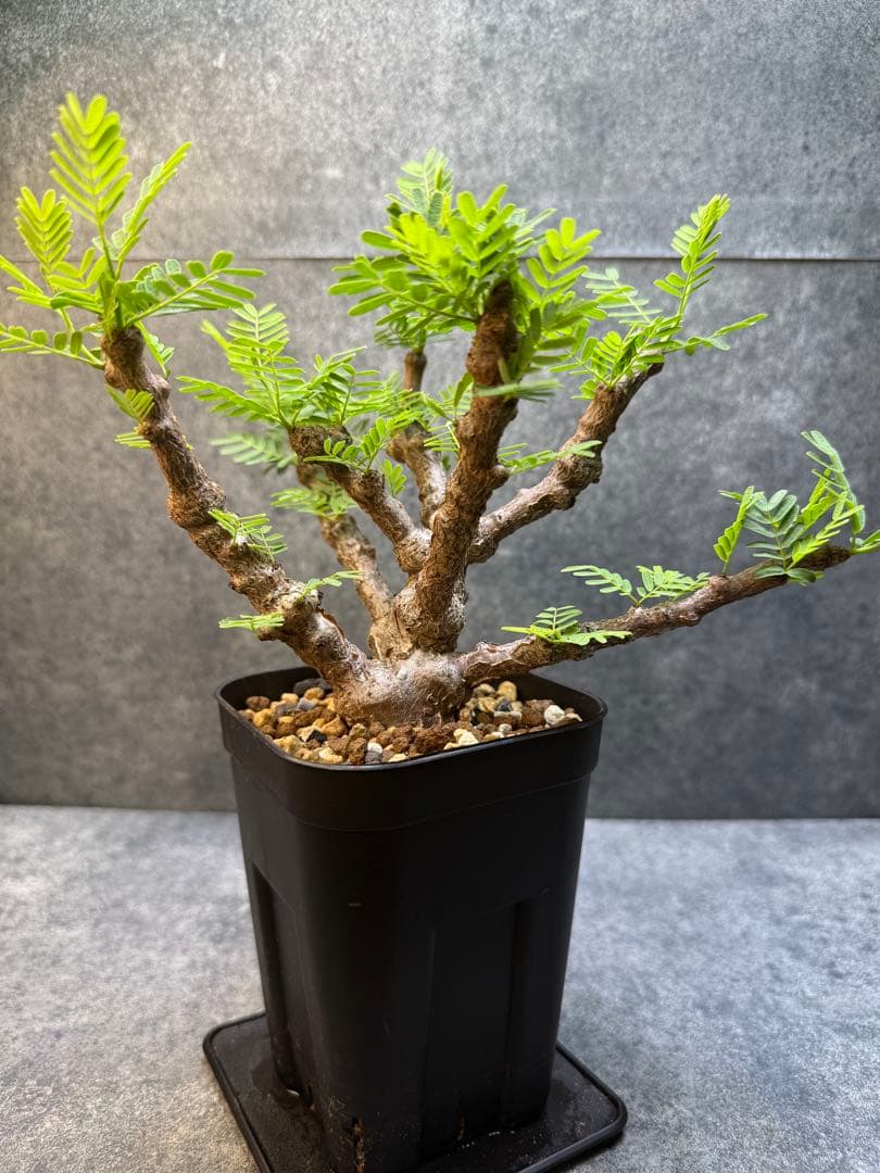 センナ　メリディオナリス　海外実生　発根済み　403