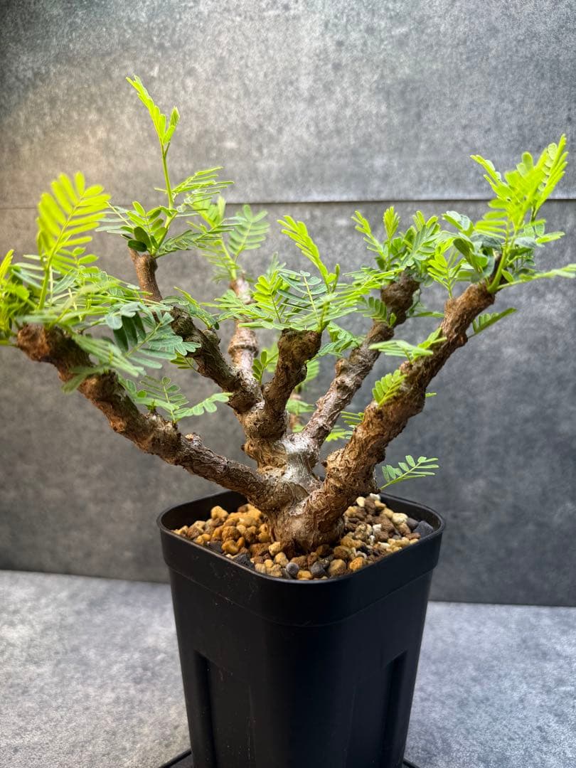 センナ　メリディオナリス　海外実生　発根済み　403