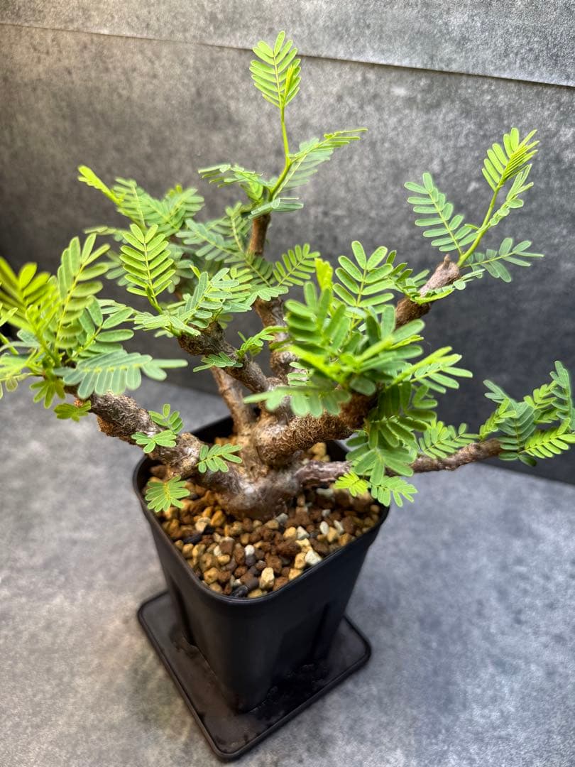 センナ　メリディオナリス　海外実生　発根済み　403