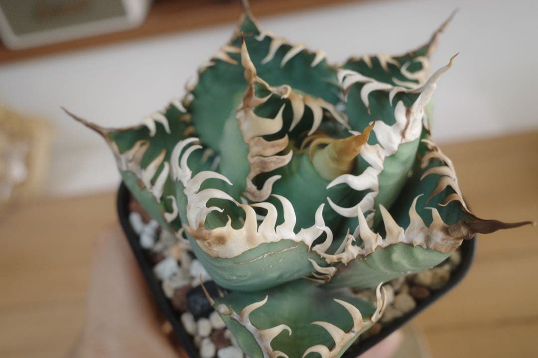 ★現状ラスト★【発根済子株】アガベ　オテロイ　オアハカ現地実生