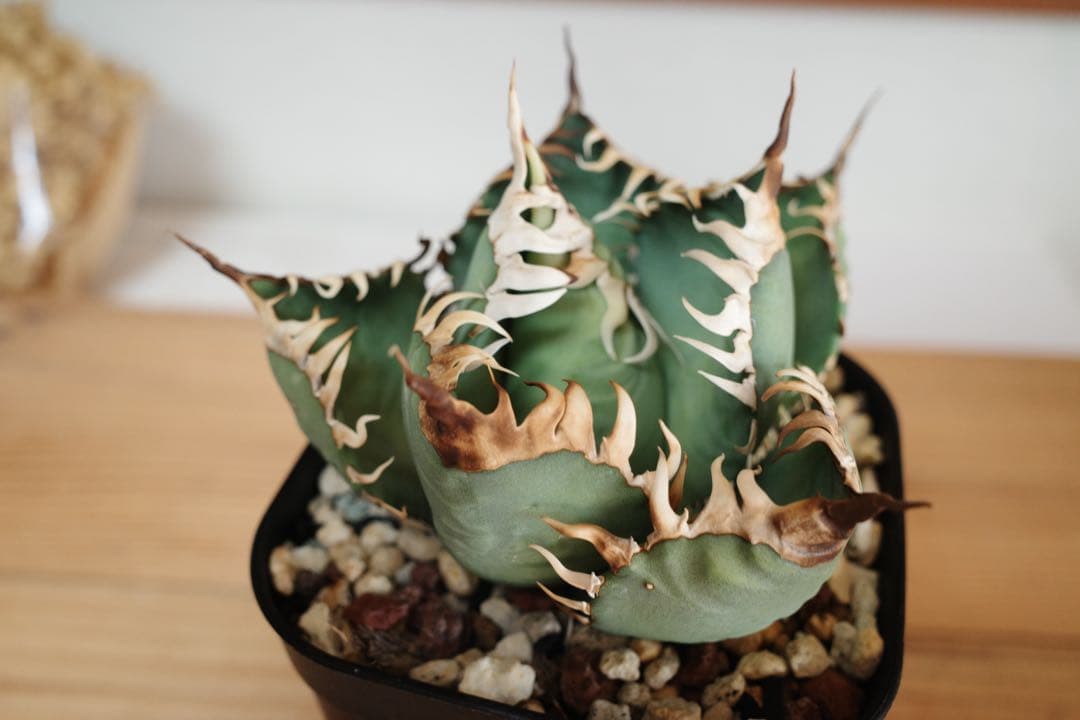 ★現状ラスト★【発根済子株】アガベ　オテロイ　オアハカ現地実生