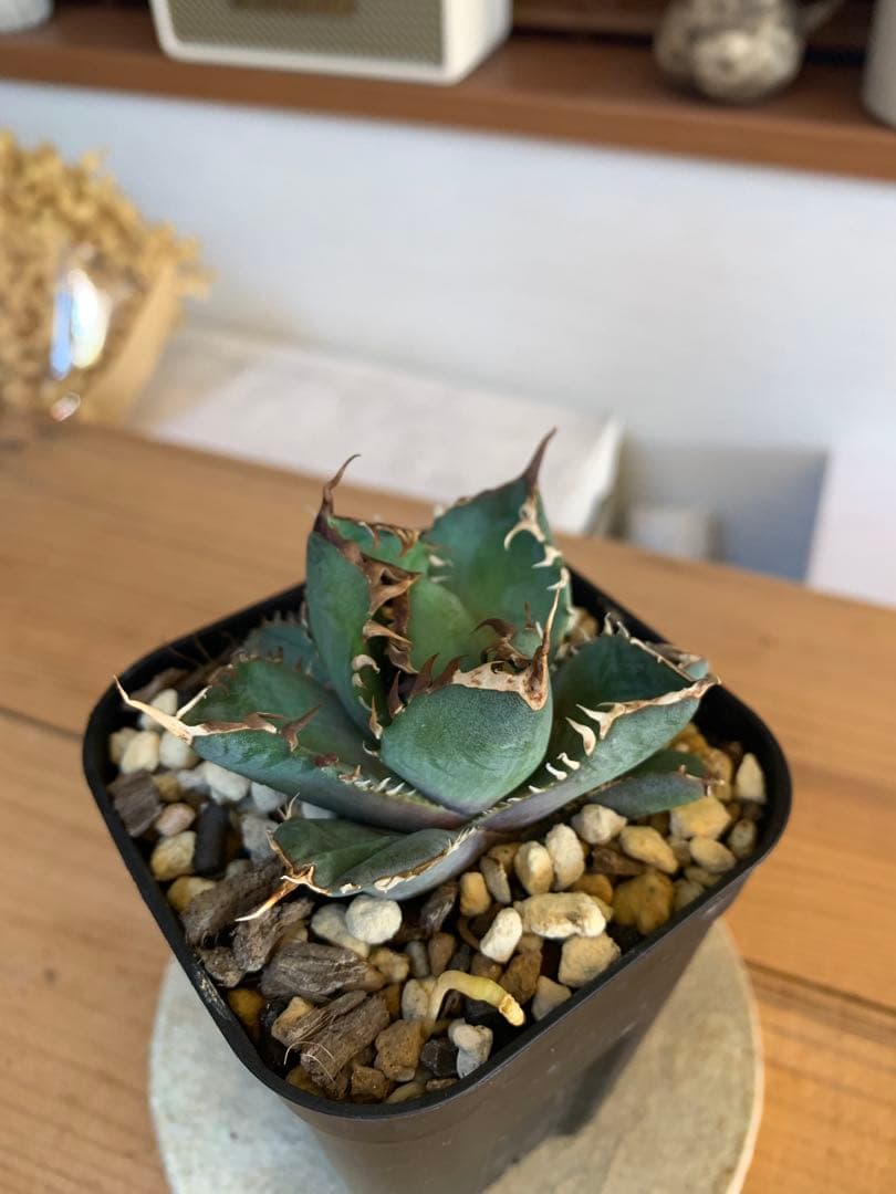 ★現状ラスト★【発根済子株】アガベ　オテロイ　オアハカ現地実生