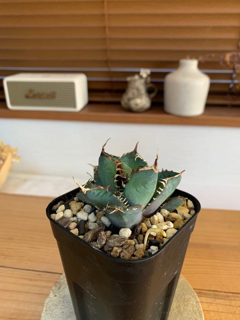 ★現状ラスト★【発根済子株】アガベ　オテロイ　オアハカ現地実生