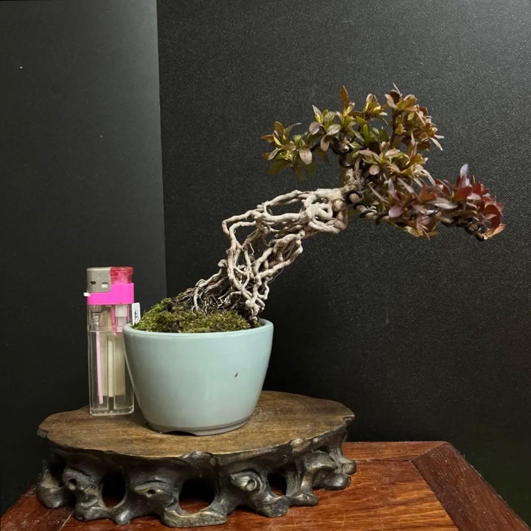 皐月盆栽　彩　根上がり　小品盆栽　根芸　花芽あり　(検索用　サツキ、花物)