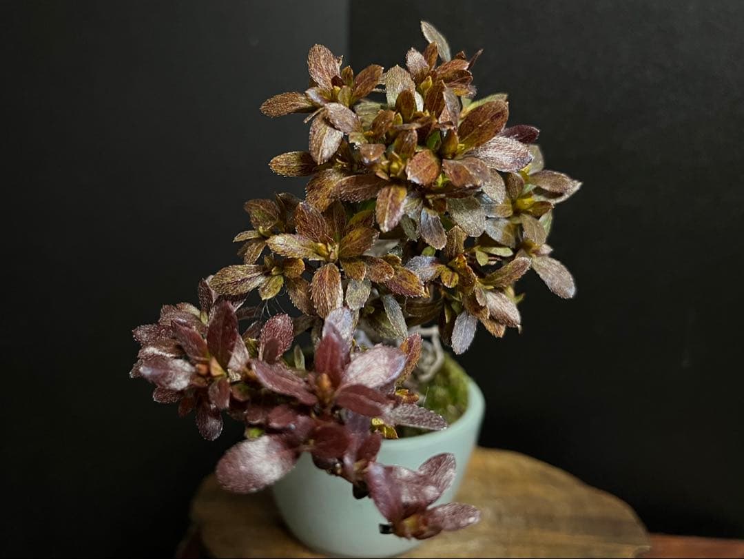 皐月盆栽　彩　根上がり　小品盆栽　根芸　花芽あり　(検索用　サツキ、花物)