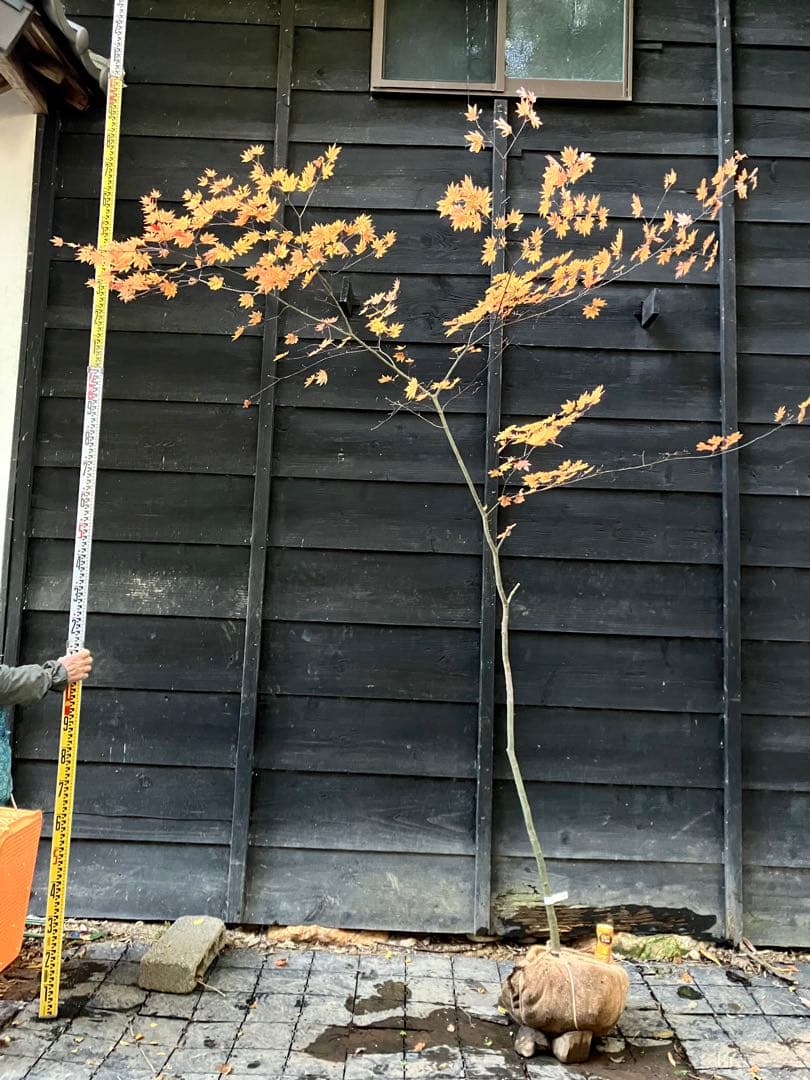 400 山採り　コハウチワカエデ