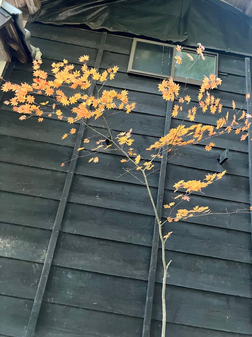 400 山採り　コハウチワカエデ