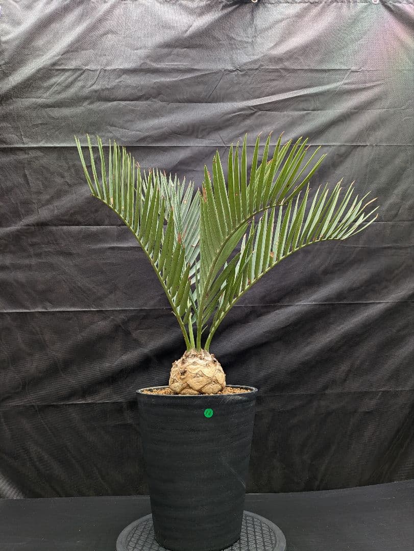 13 エンセファラルトス プリンセプス 特大 白肌 球体 送料無料