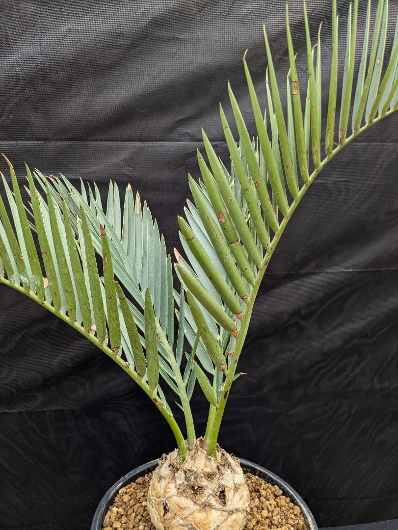 13 エンセファラルトス プリンセプス 特大 白肌 球体 送料無料