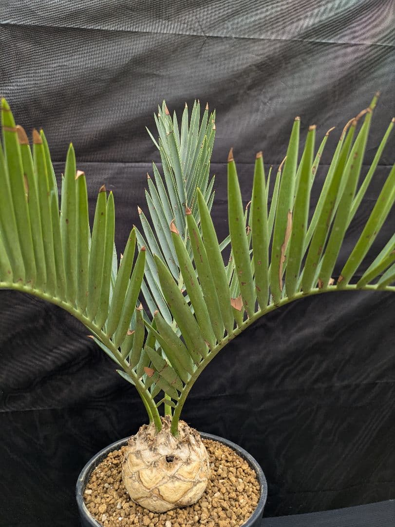 13 エンセファラルトス プリンセプス 特大 白肌 球体 送料無料